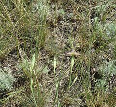 Dianthus ramosissimus