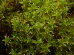 Syntrichia ruralis
