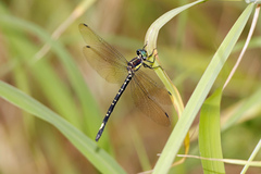 Eusynthemis nigra