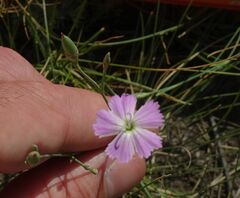 Dianthus ramosissimus