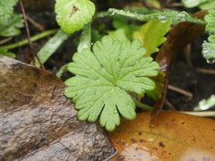 Geranium pusillum