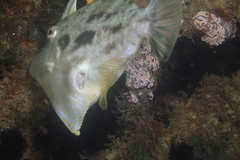 Ourozeuktes bopyroides