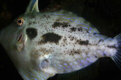 Ourozeuktes bopyroides