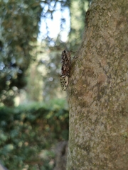 Cicada orni