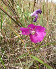 Callirhoe digitata