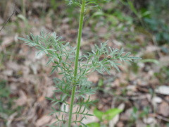 Scabiosa triandra