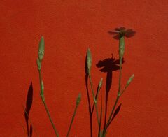 Dianthus ramosissimus