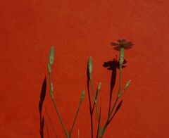 Dianthus ramosissimus