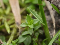 Arenaria serpyllifolia
