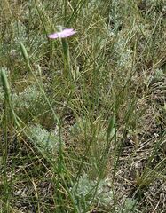 Dianthus ramosissimus