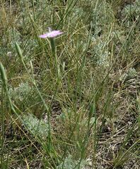 Dianthus ramosissimus