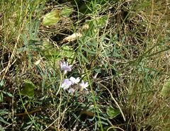 Astragalus silvisteppaceus