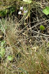 Astragalus tenuifolius