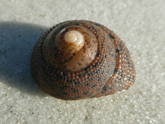 Clanculus undatus