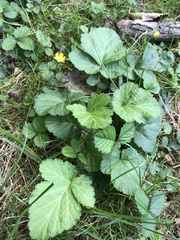 Geum