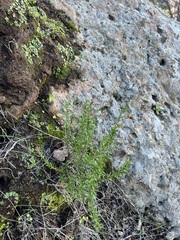 Eriogonum fasciculatum