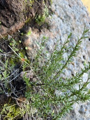 Eriogonum fasciculatum