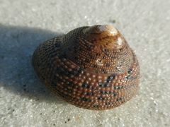 Clanculus undatus