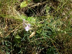 Astragalus tenuifolius