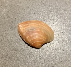 Veneridae