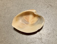 Veneridae