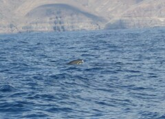Globicephala