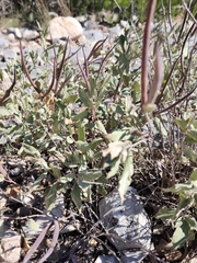 Mandevilla macrosiphon