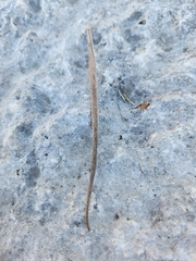 Mandevilla macrosiphon