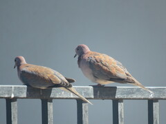 Streptopelia senegalensis senegalensis