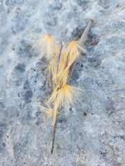 Mandevilla macrosiphon