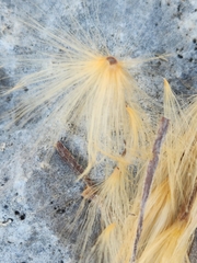 Mandevilla macrosiphon