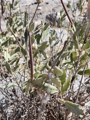 Mandevilla macrosiphon