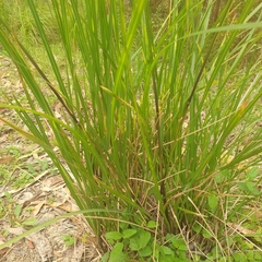 Poa ensiformis