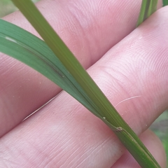 Poa ensiformis