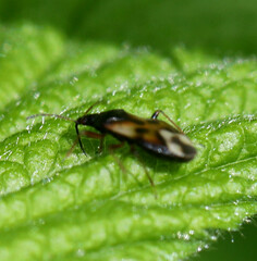Anthocoris nemorum