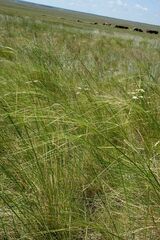 Stipa korshinskyi