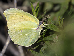 Gonepteryx cleobule