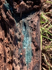 Chlorociboriaceae