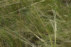 Stipa korshinskyi