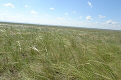 Stipa korshinskyi