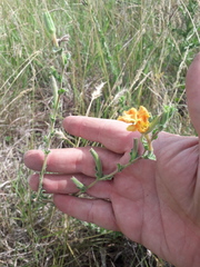 Oenothera mollissima