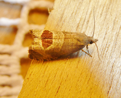 Notocelia uddmanniana