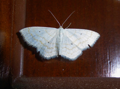 Scopula immutata