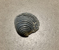 Bivalvia