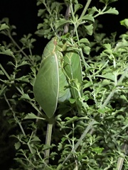 Cystosoma saundersii