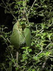 Cystosoma saundersii