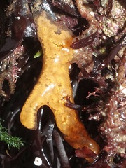 Botrylloides leachii