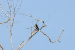 Microhierax fringillarius