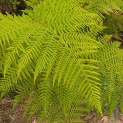 Calochlaena dubia