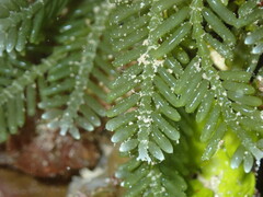 Caulerpa